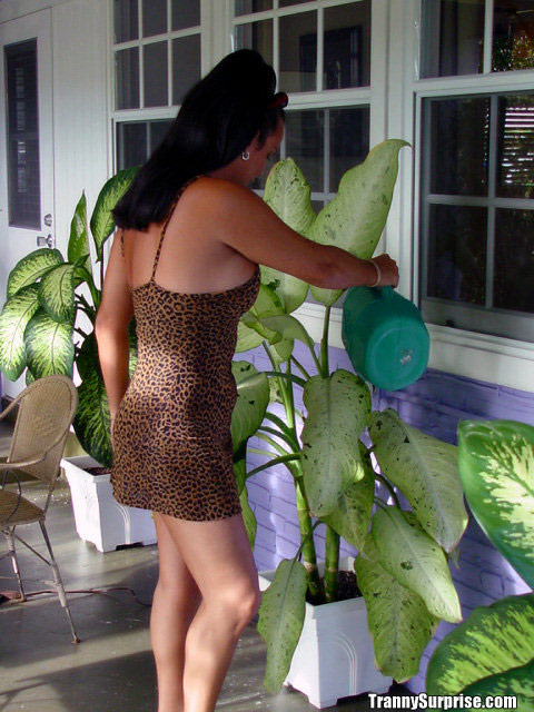 Big Tit Latina Tranny Ariana Sucks Dick Like A Pro And Spreads